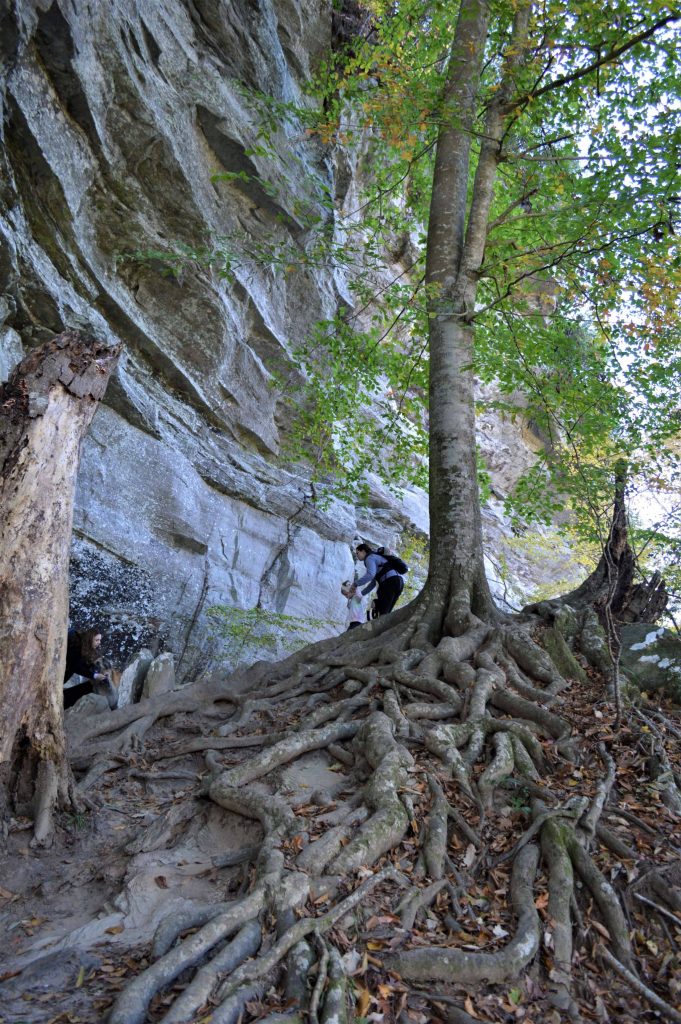 exposed roots of tree at rock face in Raven Rock State Park