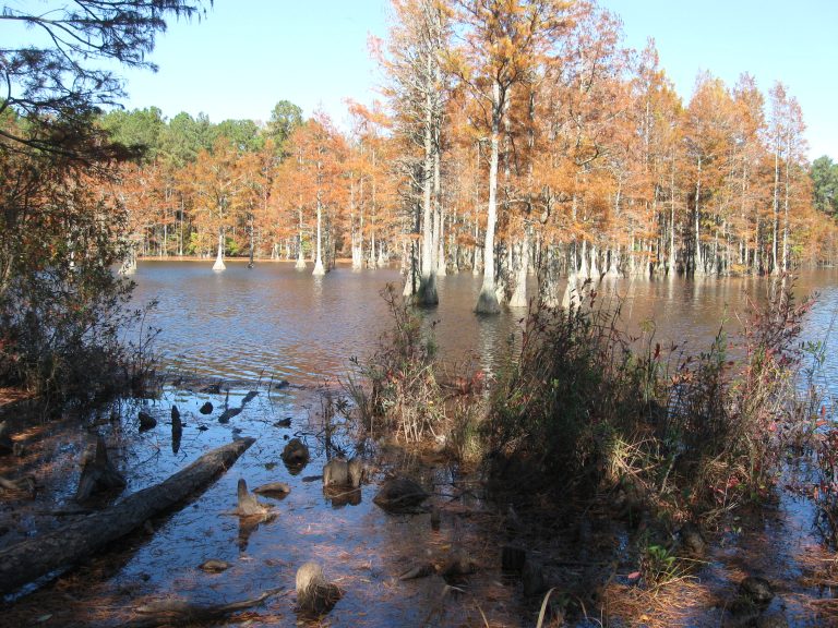 Carvers Creek State Park, Spring Lake, N.C. » Carolina Outdoors Guide