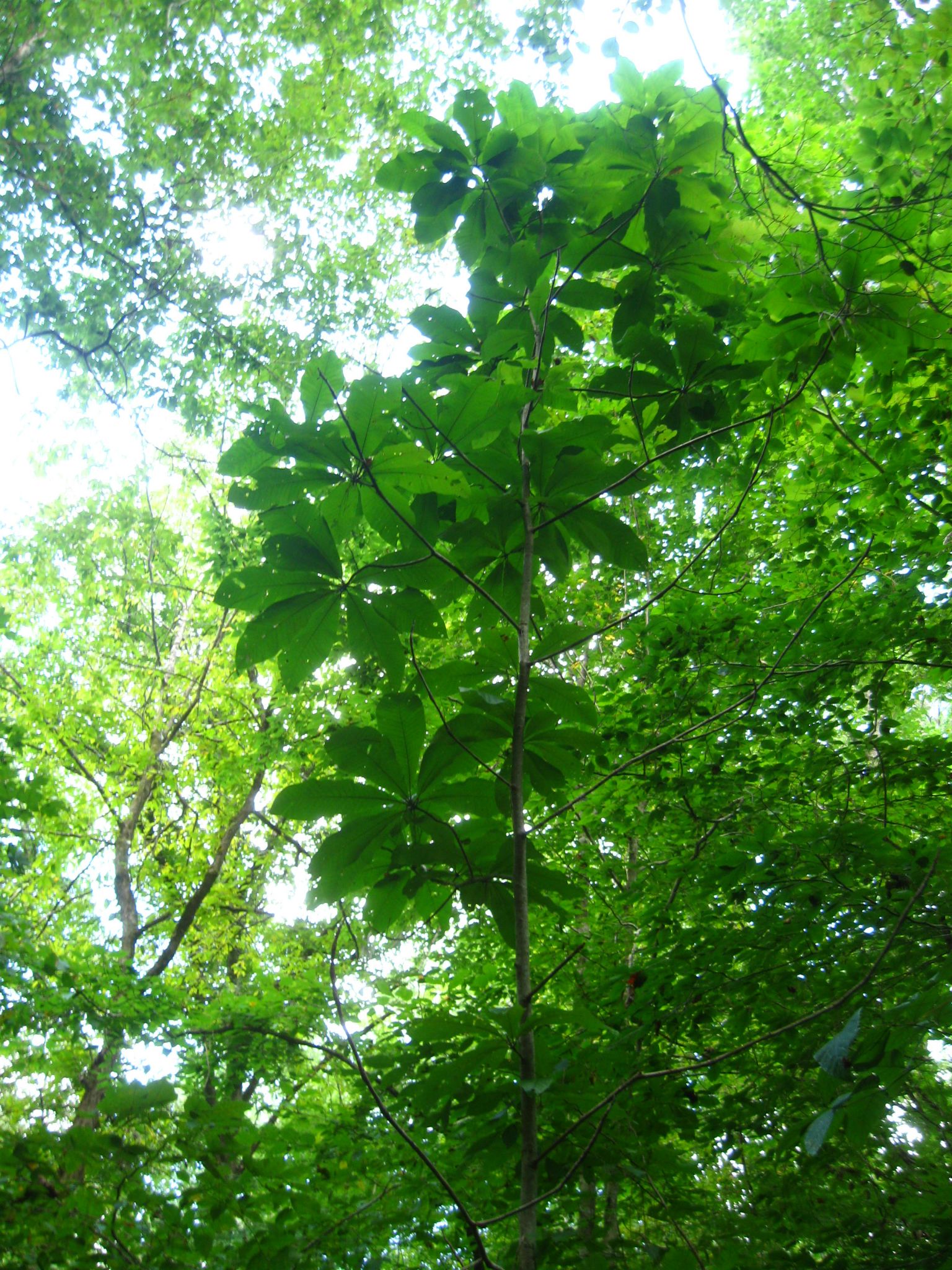 Island Creek Trail, Croatan National Forest