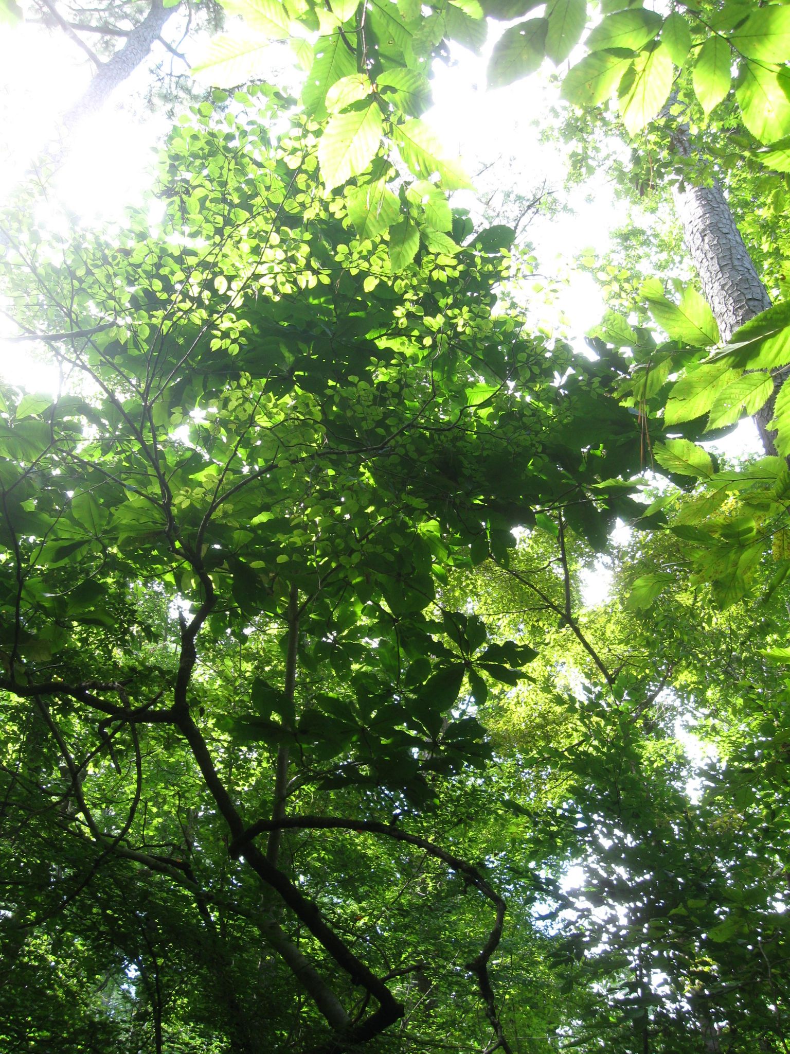 Land Next to Popular Croatan Forest Nature Trail Protected