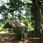 Schenck Memorial Forest - Click for More Information