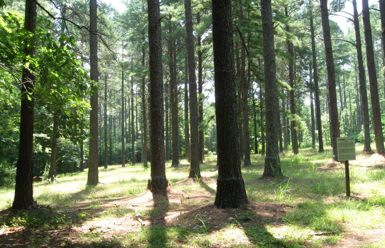 Seed orchard trees at Carl A Schenck Memorial Forest, Raleigh, North Carolina