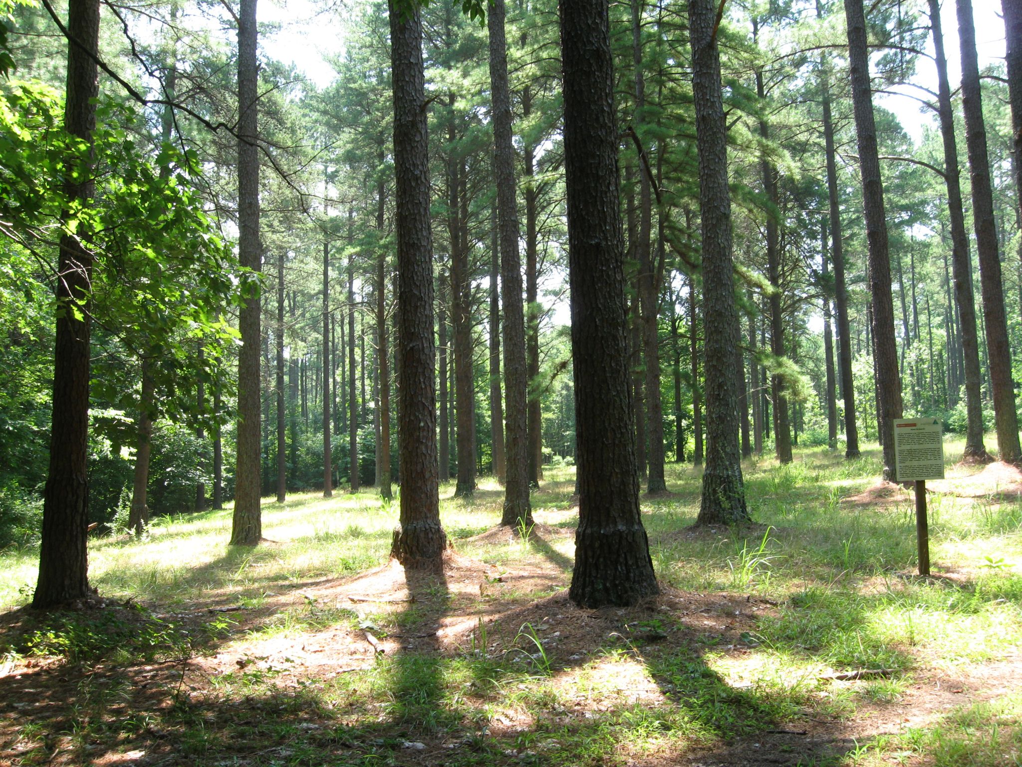 Carl A. Schenck Memorial Forest, Raleigh, N.C.