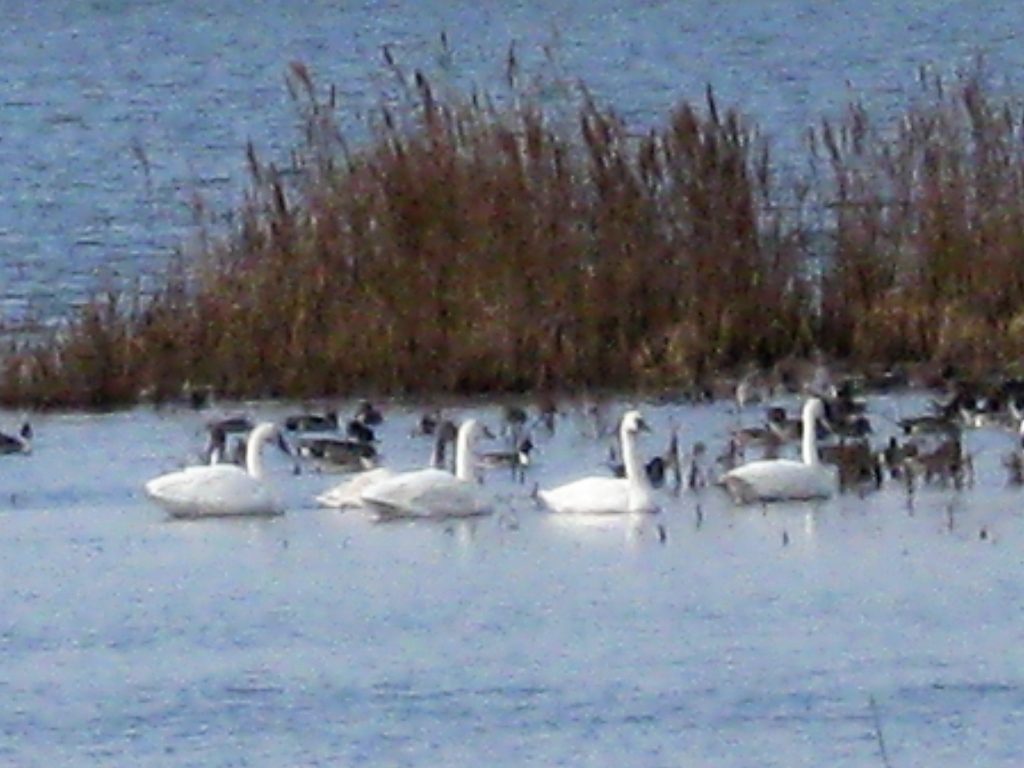 swans on Lake Mattamuskeet