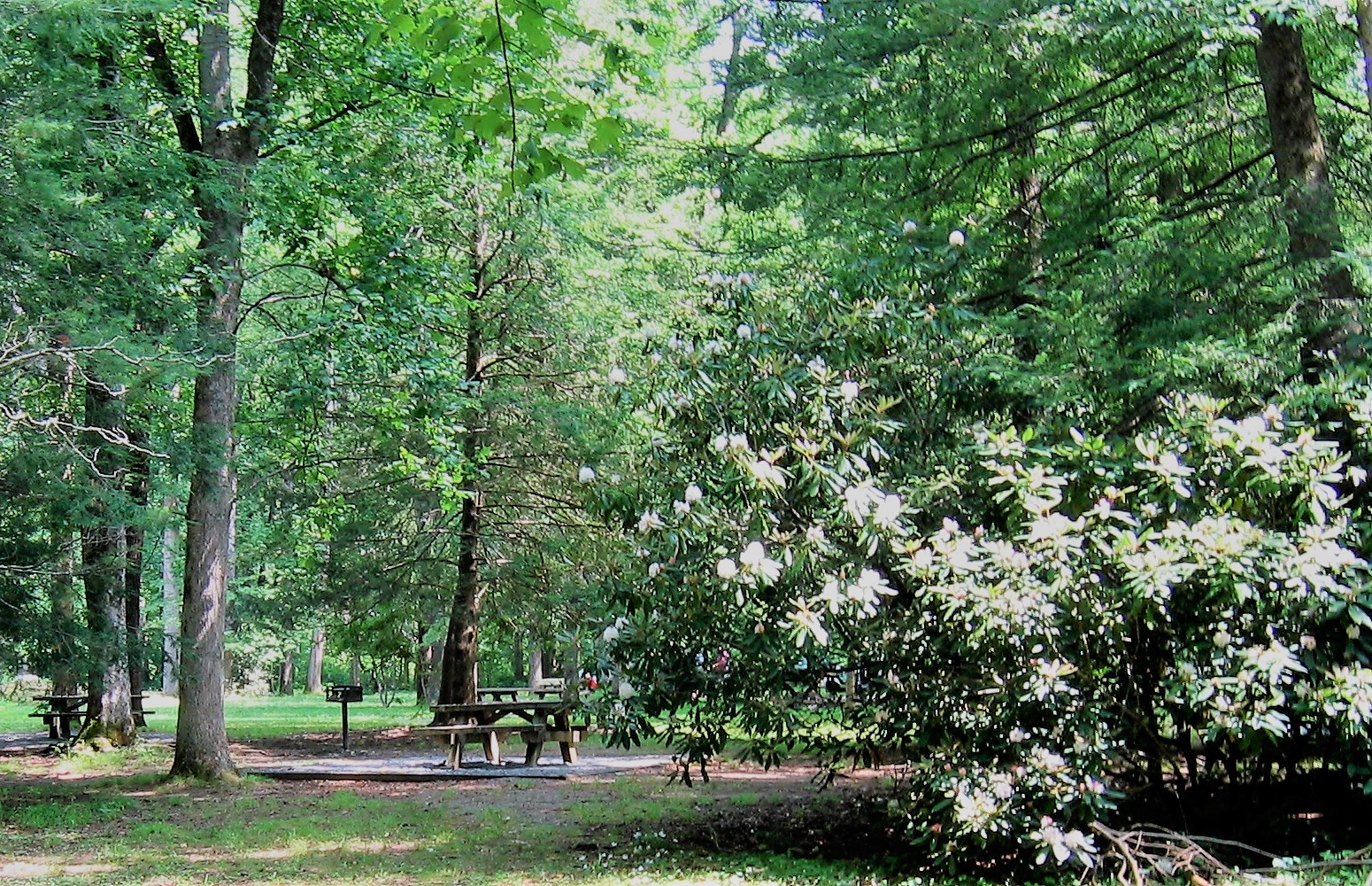 Sycamore Flats Picnic Area, Pisgah National Forest