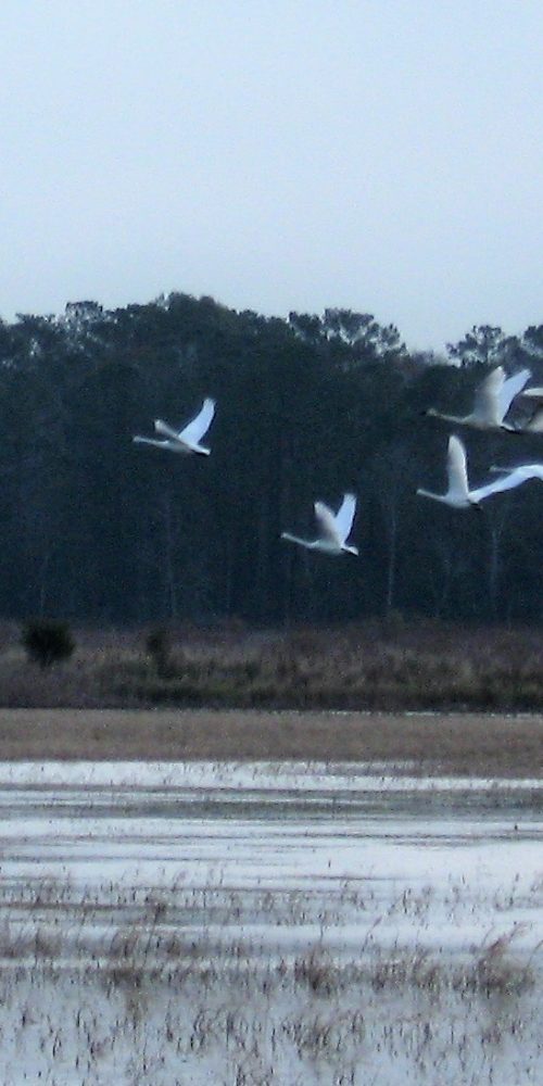 swan in air at Lake Mattamuskeet