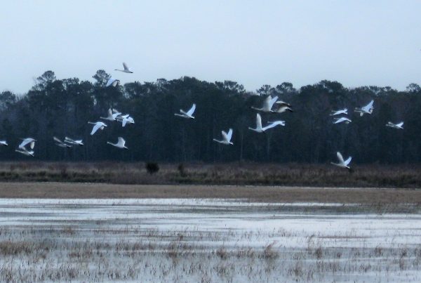 swan in air at Lake Mattamuskeet