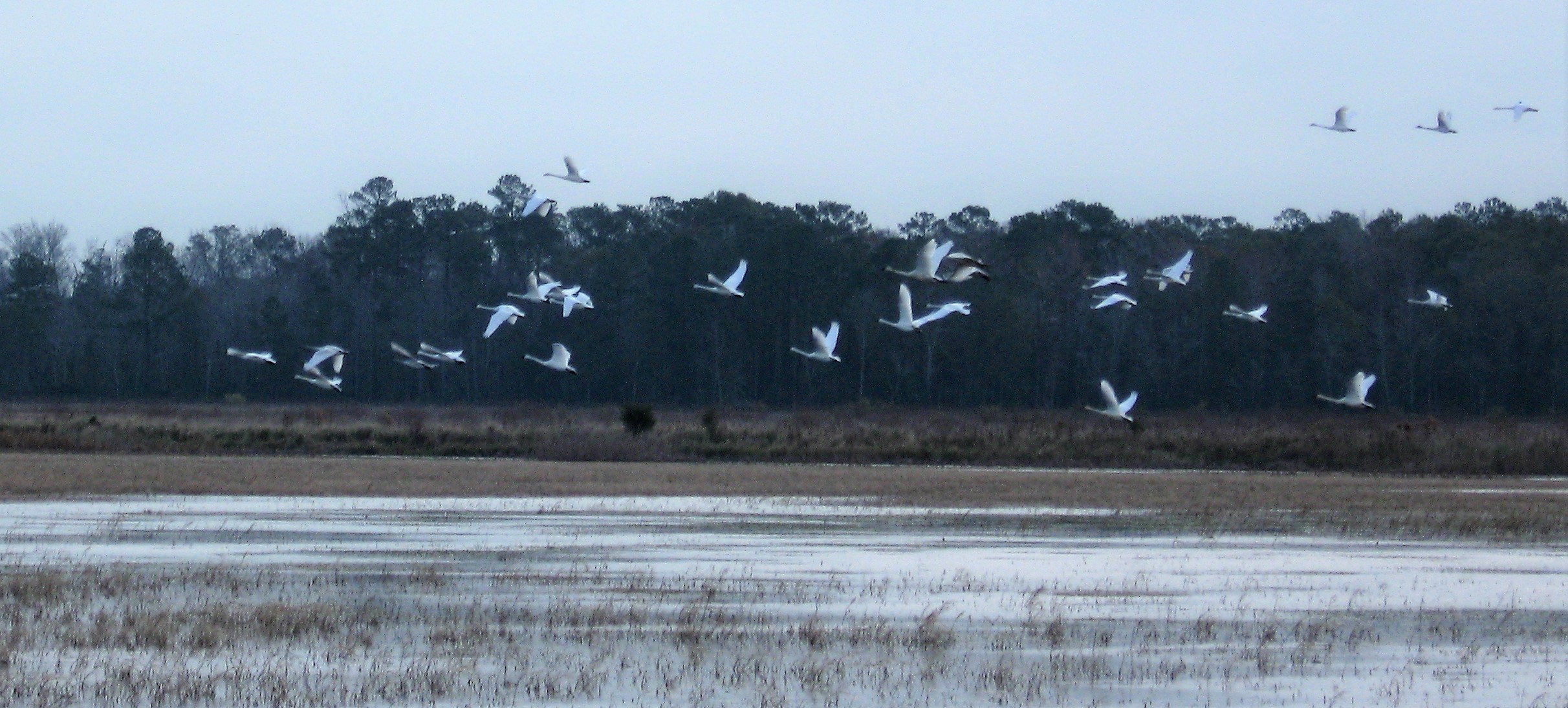 Mattamuskeet Wildlife Refuge Adds Swan Days Birding Tour