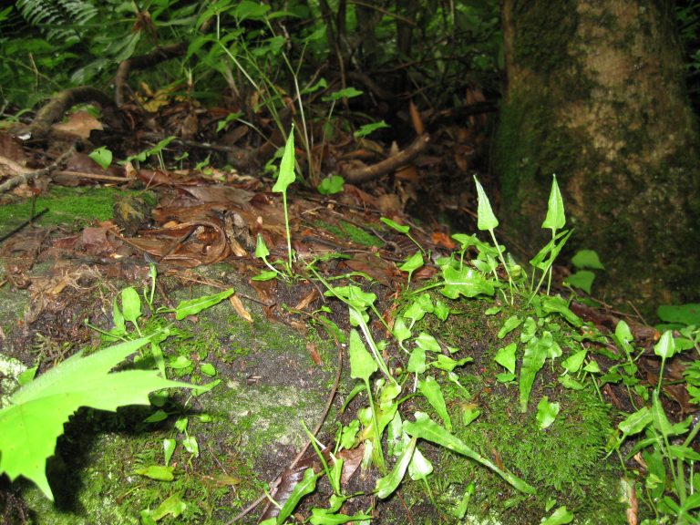 Bat Cave Preserve, North Carolina Nature Conservancy » Carolina ...