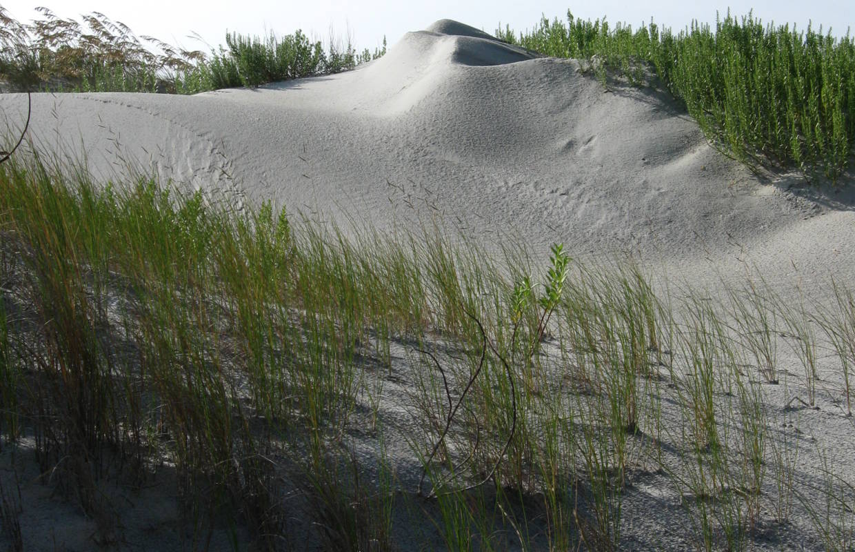 windsweptdunes