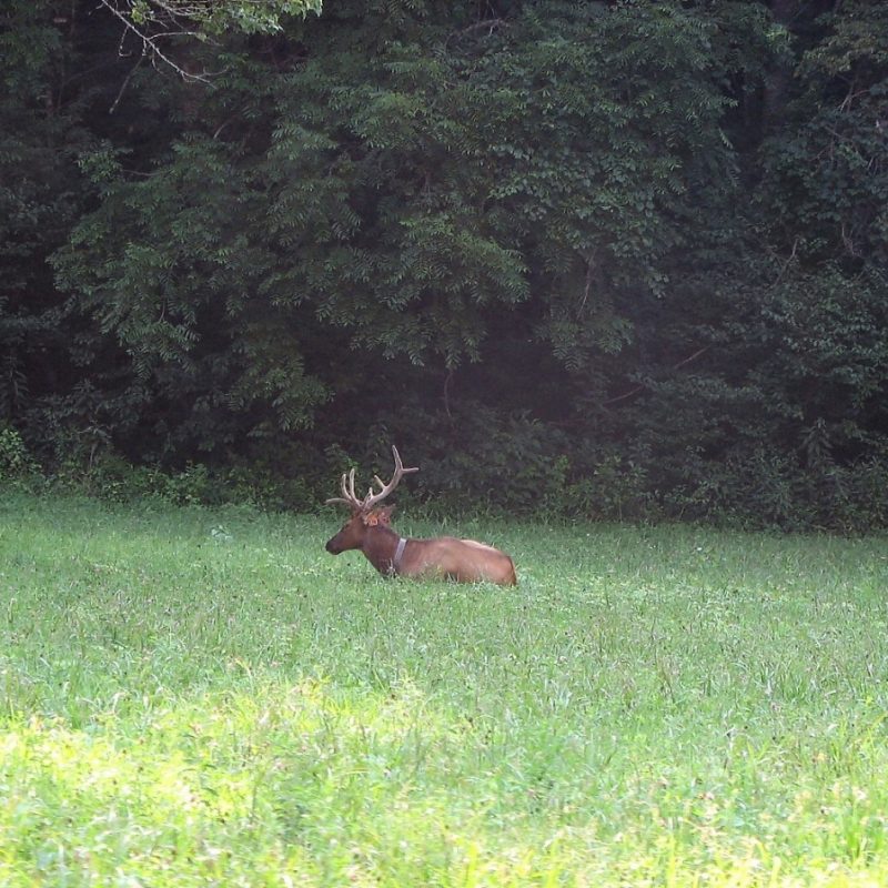 Elk lying in meadow at Great Smoky Mountains National Park
