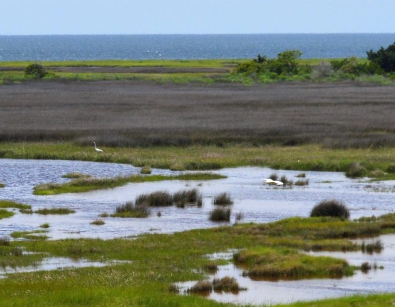 Pond and Pamlico Sound seen from observation tower at Pea Island National Wildlife Refuge on North Carolina's Outer Banks