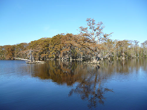 Salmon Creek Natural Area on the Albemarle Sound