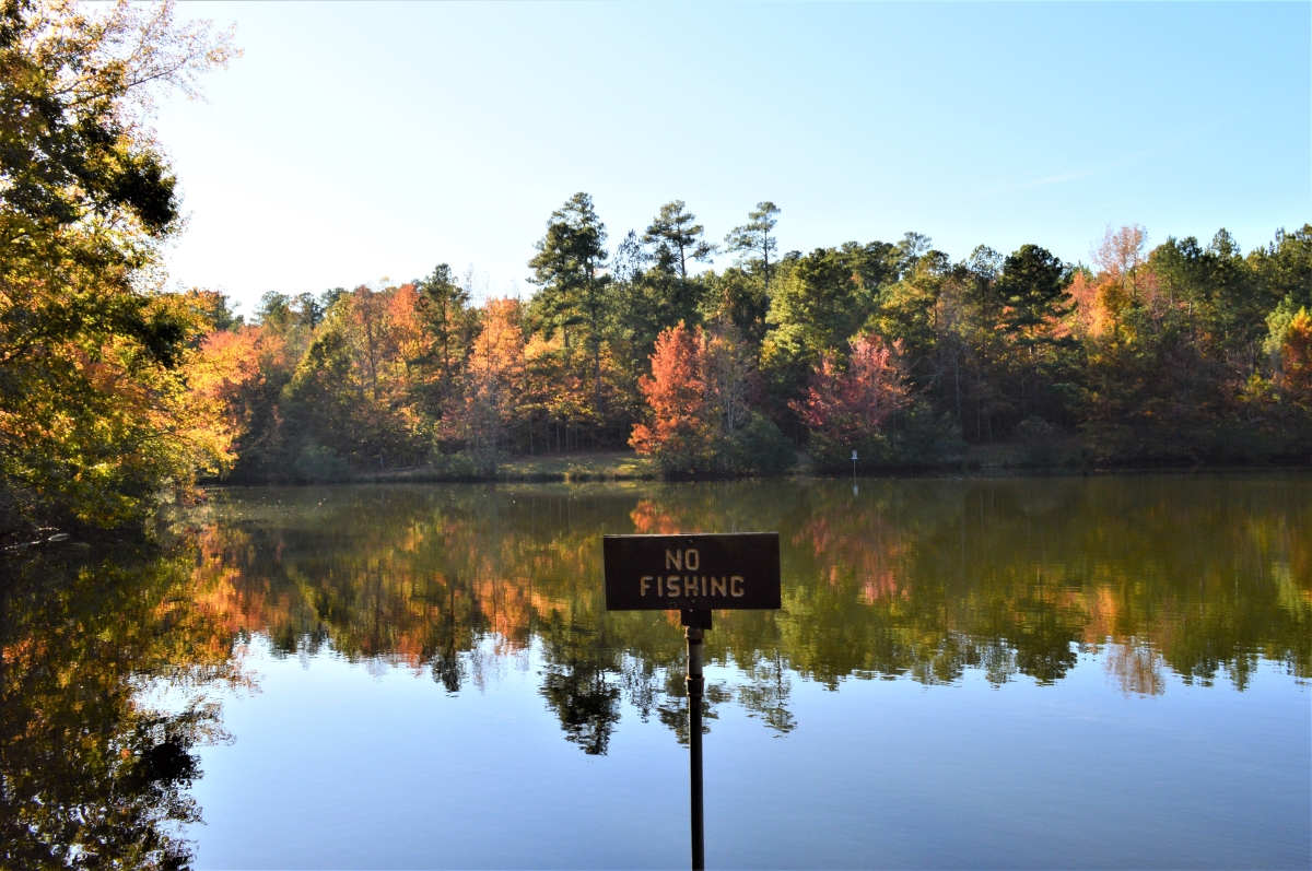 No Fishing sign on pond at Clemmons Educational State Forest