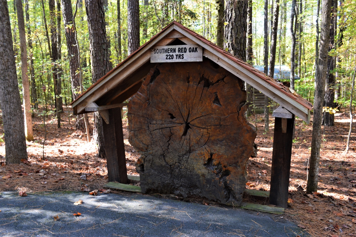 Clemmons Educational State Forest, Clayton, NC