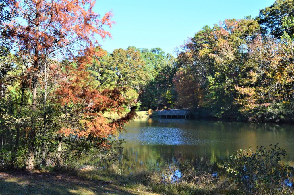 Looking across pond at Clemmons Educational State Forest