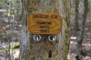 Flip-up tree ID tag at Clemmons Educational State Forest