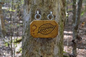 Flip-up tree ID tag at Clemmons Educational State Forest 