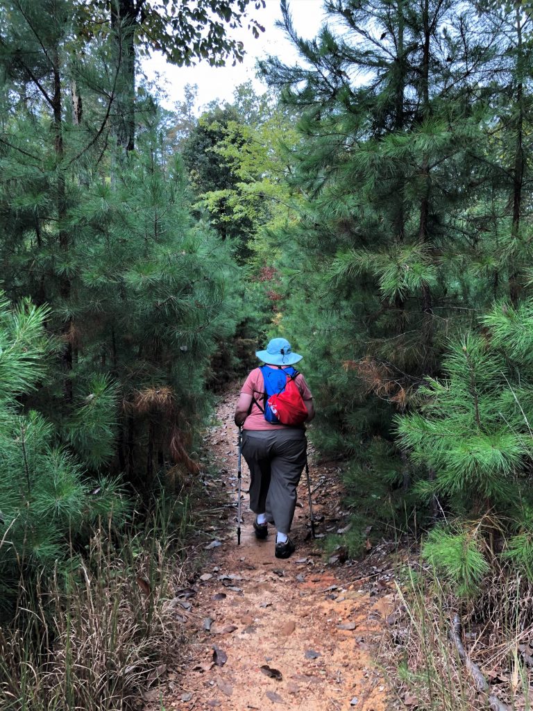 pine trees along Morrow Mountain Trail