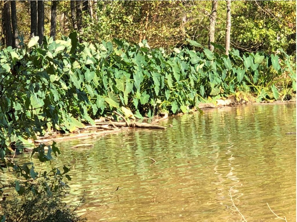 elephant ear plants along river at Morrow Mountain State Park