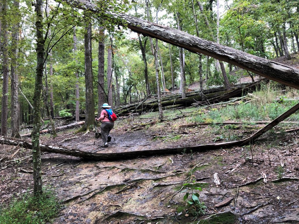 trees down on Morrow Mountain Trail 