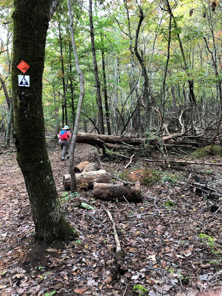 showing trees down on Morrow Mountain Trail