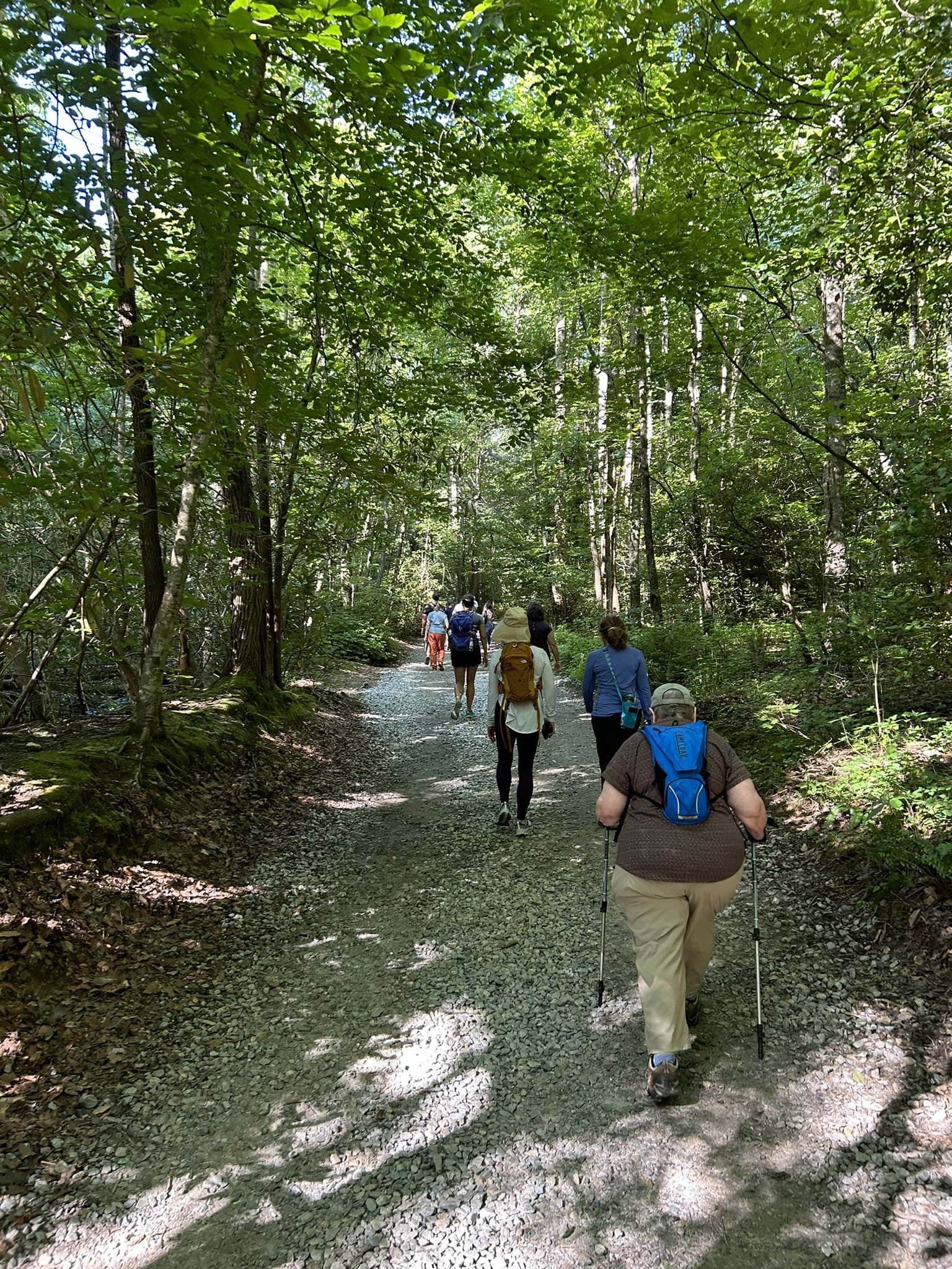 hikers on forest trail