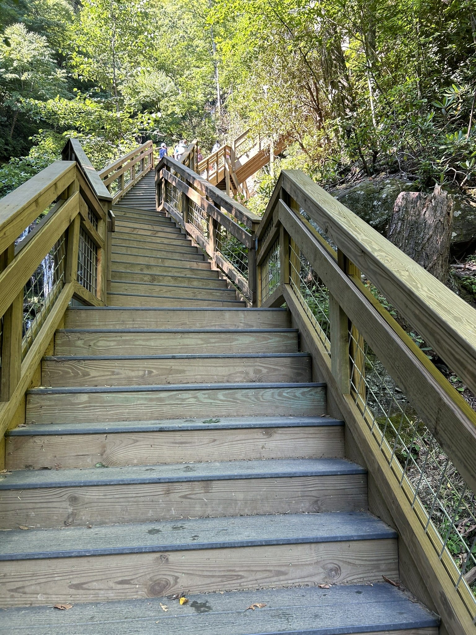 staircase in forest